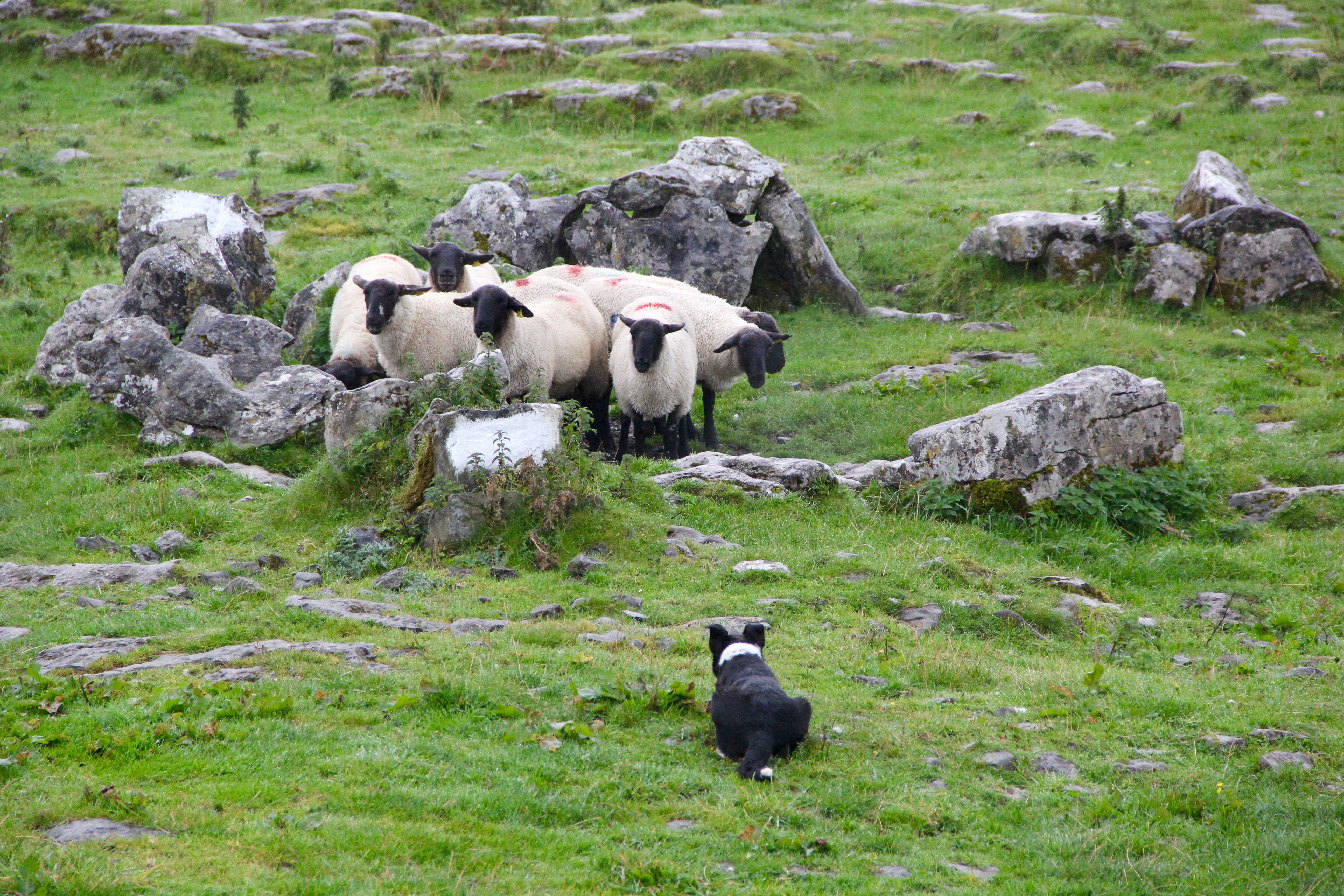 Sheep and dog on the grass among the rocks