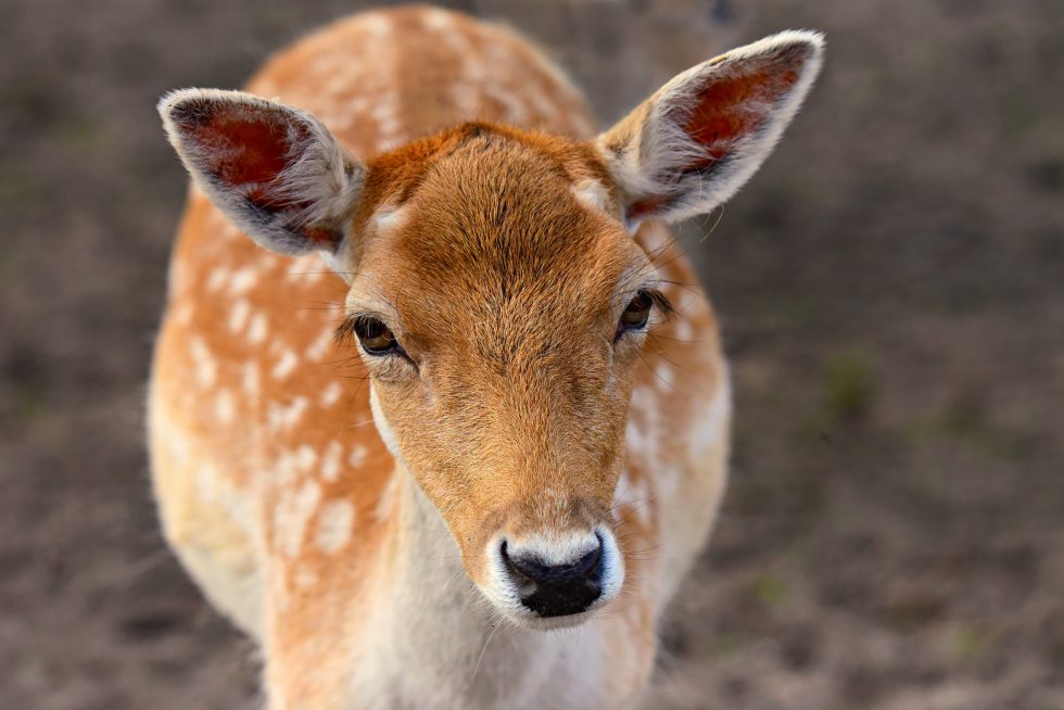 Photo a Deer Closer