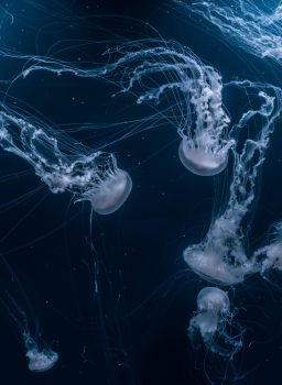 Group of jellyfishes that swims underwater