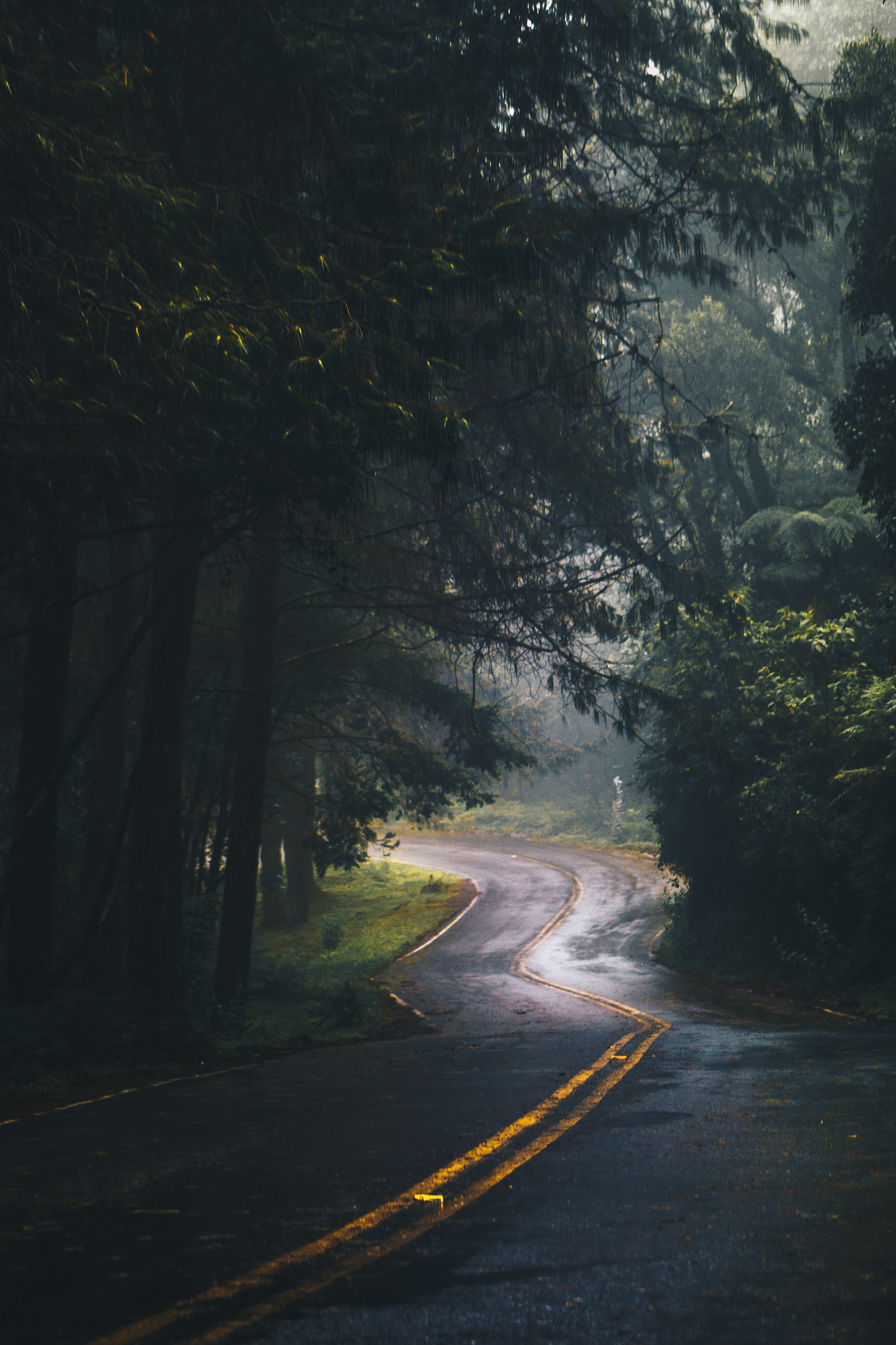 Landscape photography of winding road in a forest