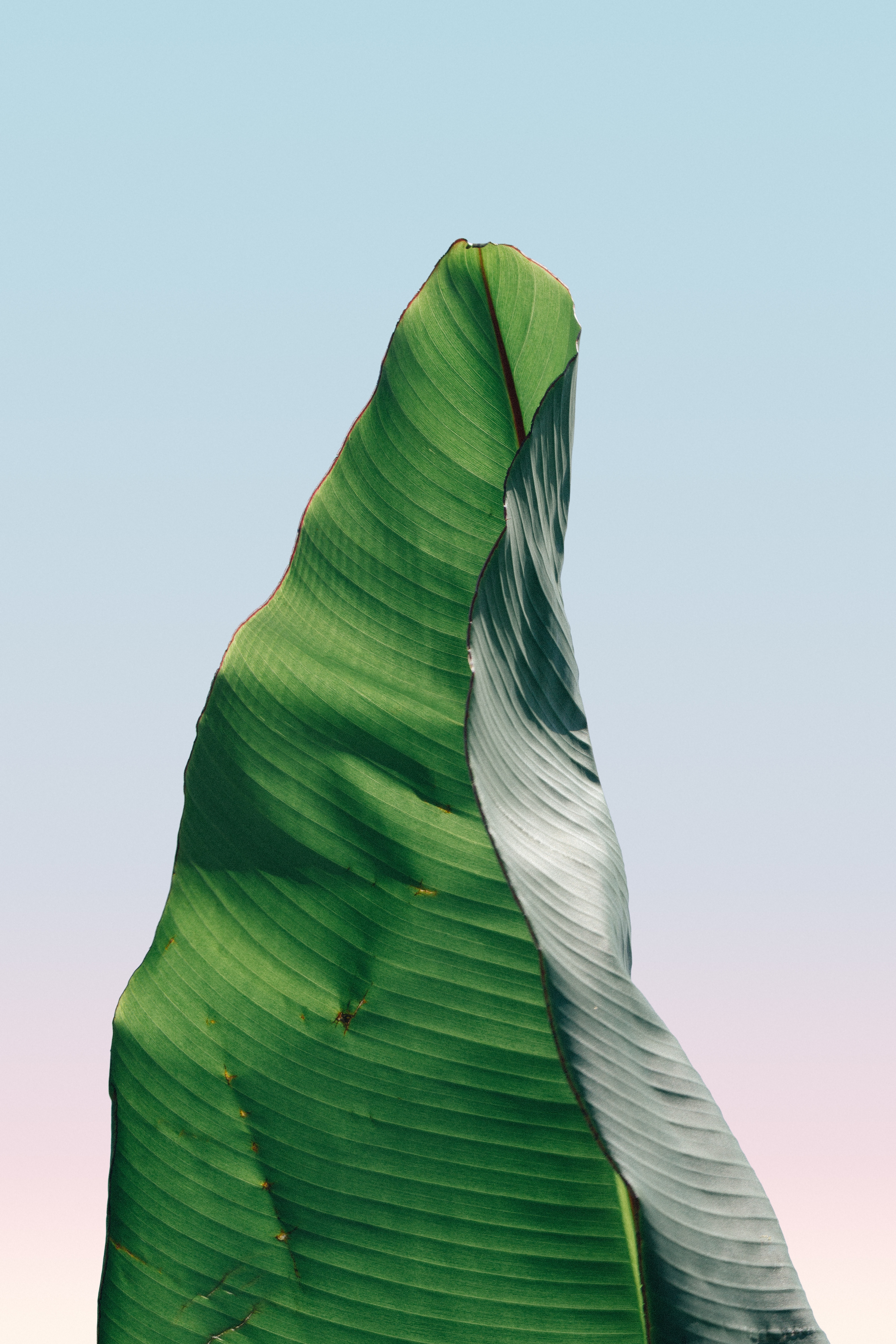 Single palm leaf on a light background