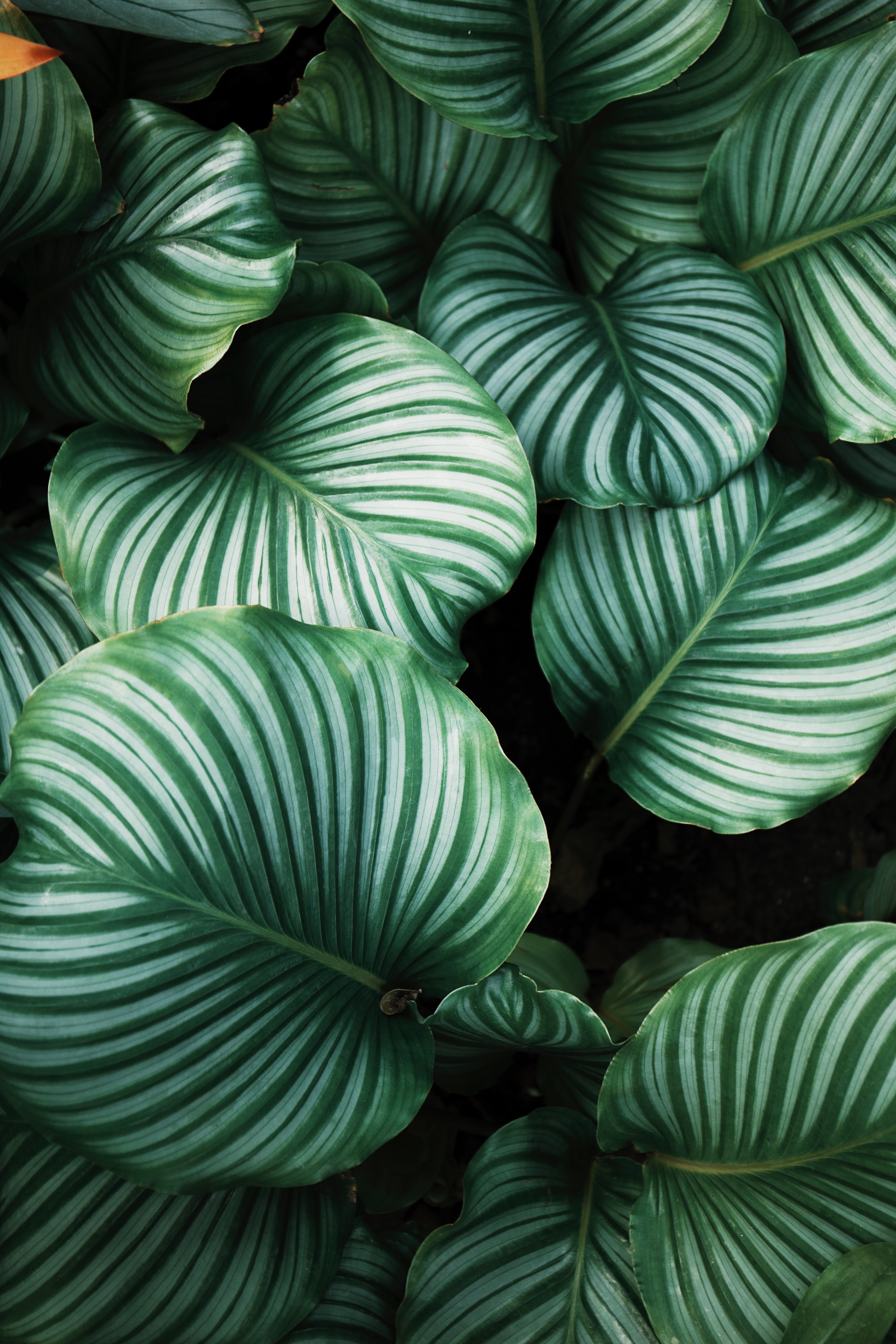 Tropical palm leafs iPhone HD wallpaper