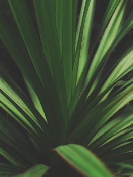 Closeup photo of green plant
