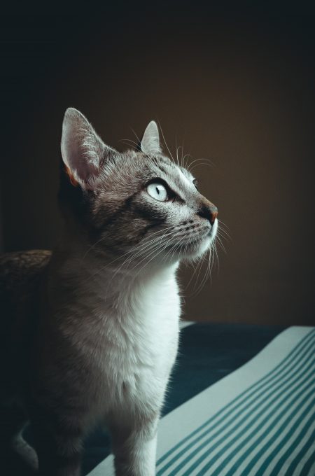 Close-up photography of cat