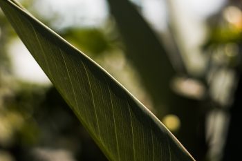 A close-up photo of a green leaf