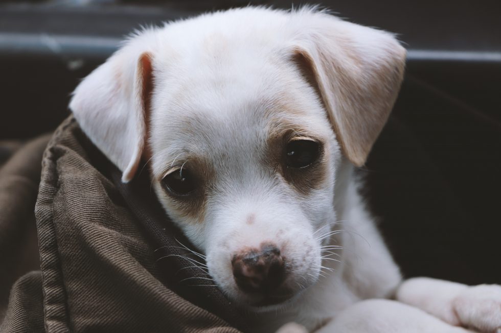 A close-up photo of a short-coated white puppy