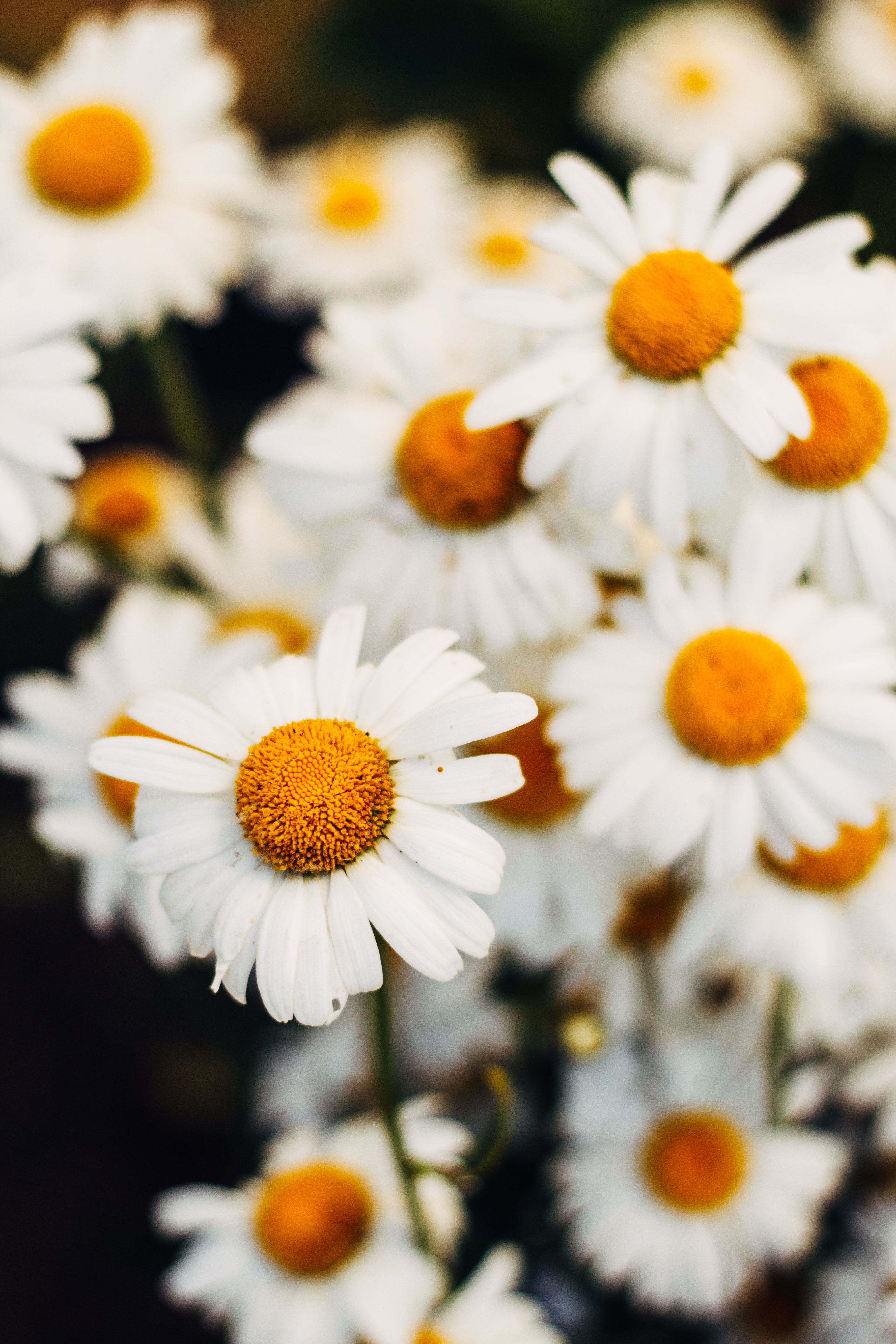A close-up photo of white daisy flowers