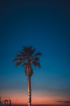 A green palm tree overlooking sunset