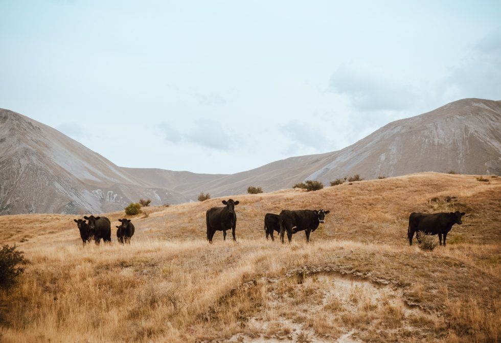 A herd of cattle on brown grass mountain under the white sky