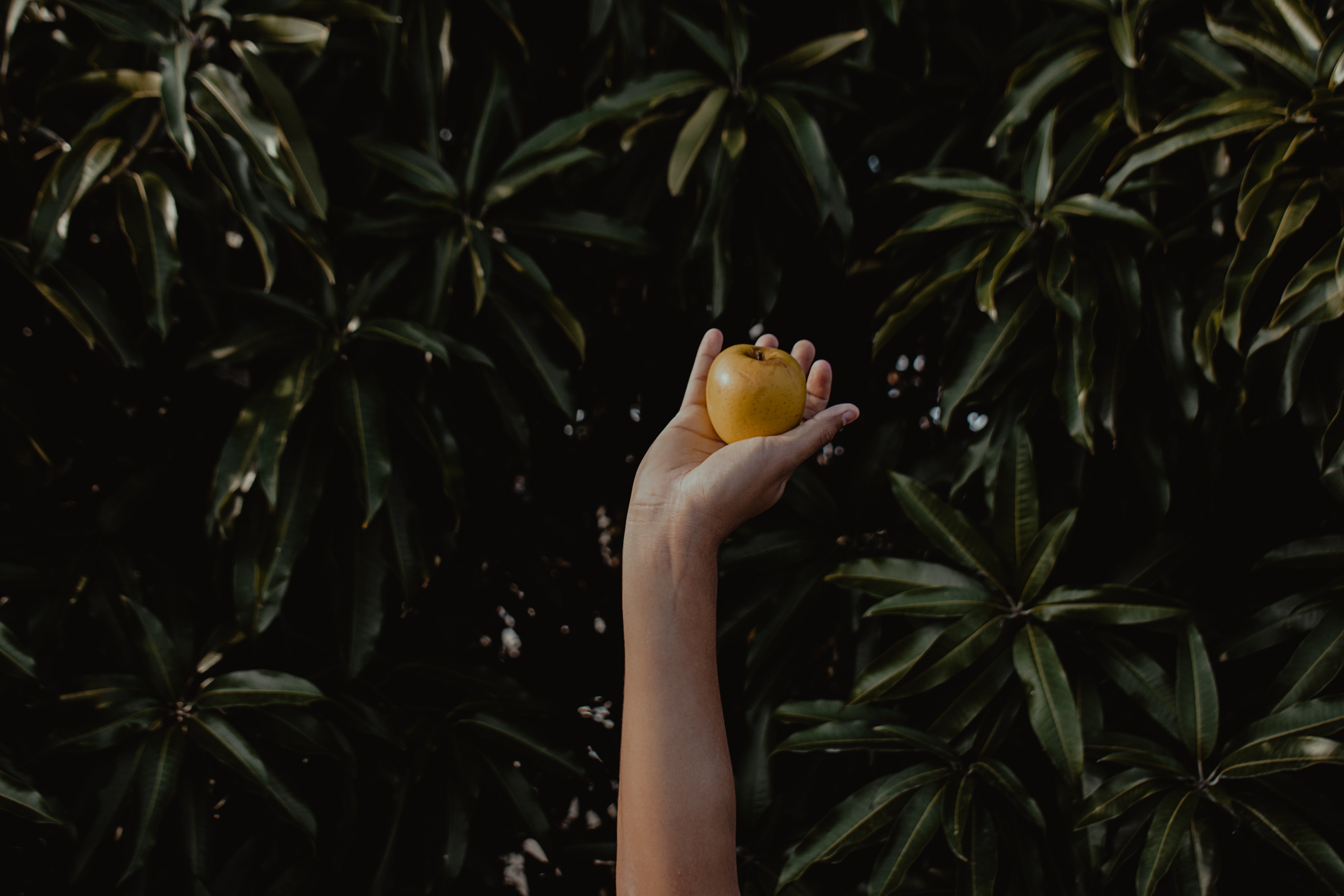 A person holding a yellow apple in front of green plants