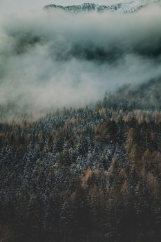 Aerial photo of winter pine forest in fog