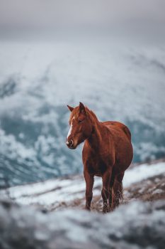 Brown stallion horse on a field covered in snow