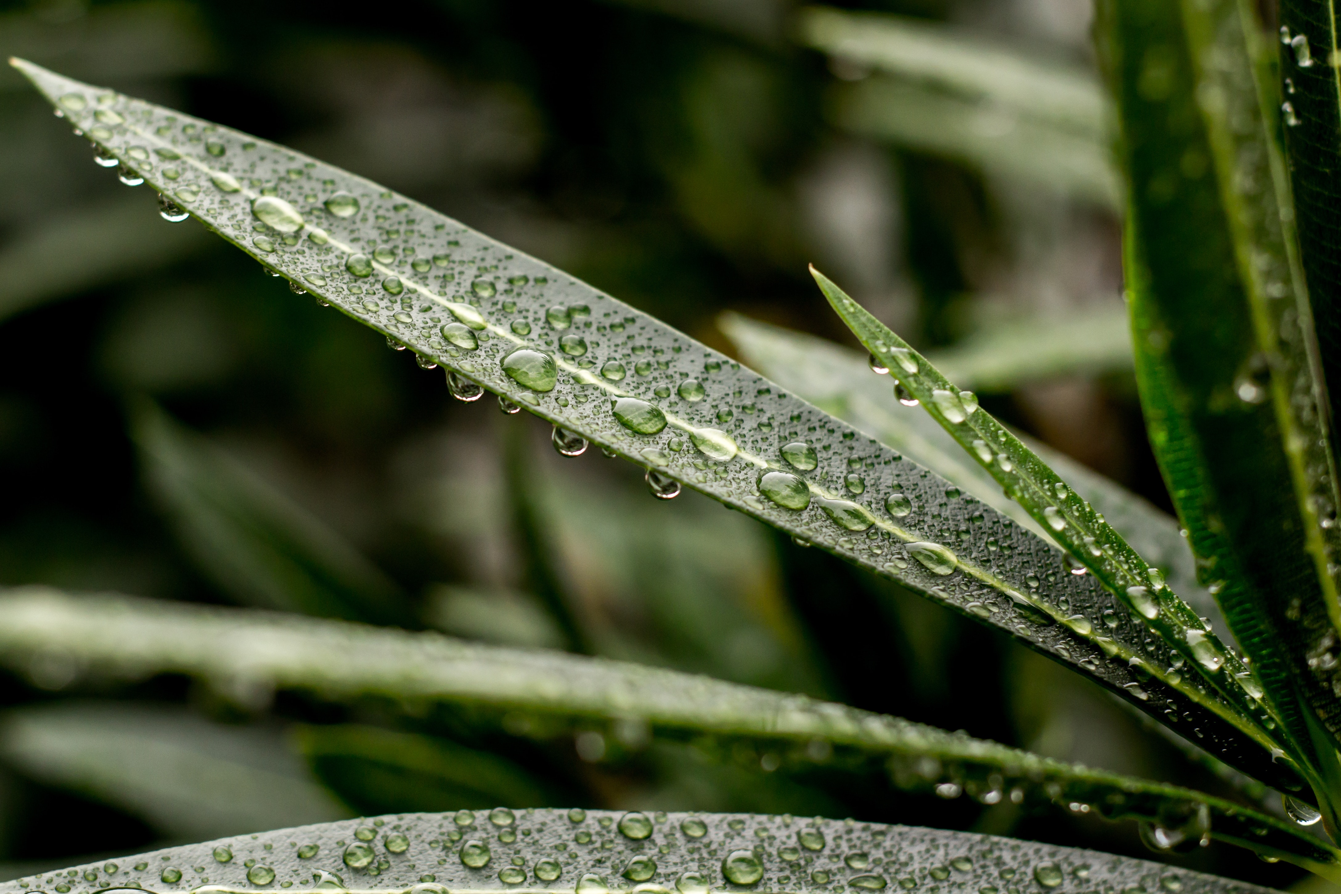 Close-up photography of leaves with water droplets
