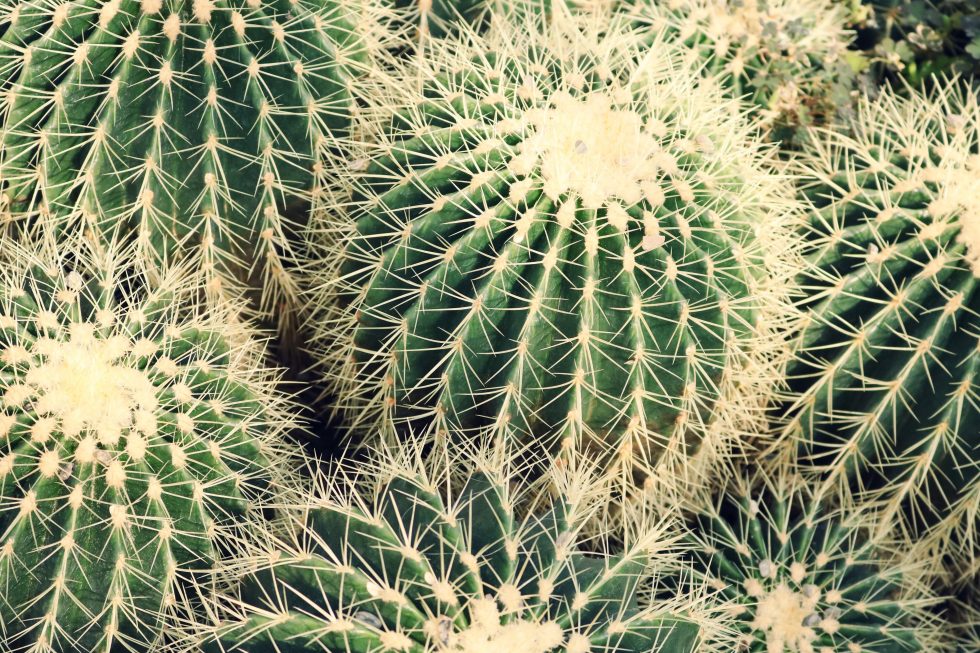 Closeup photo of cactus plants