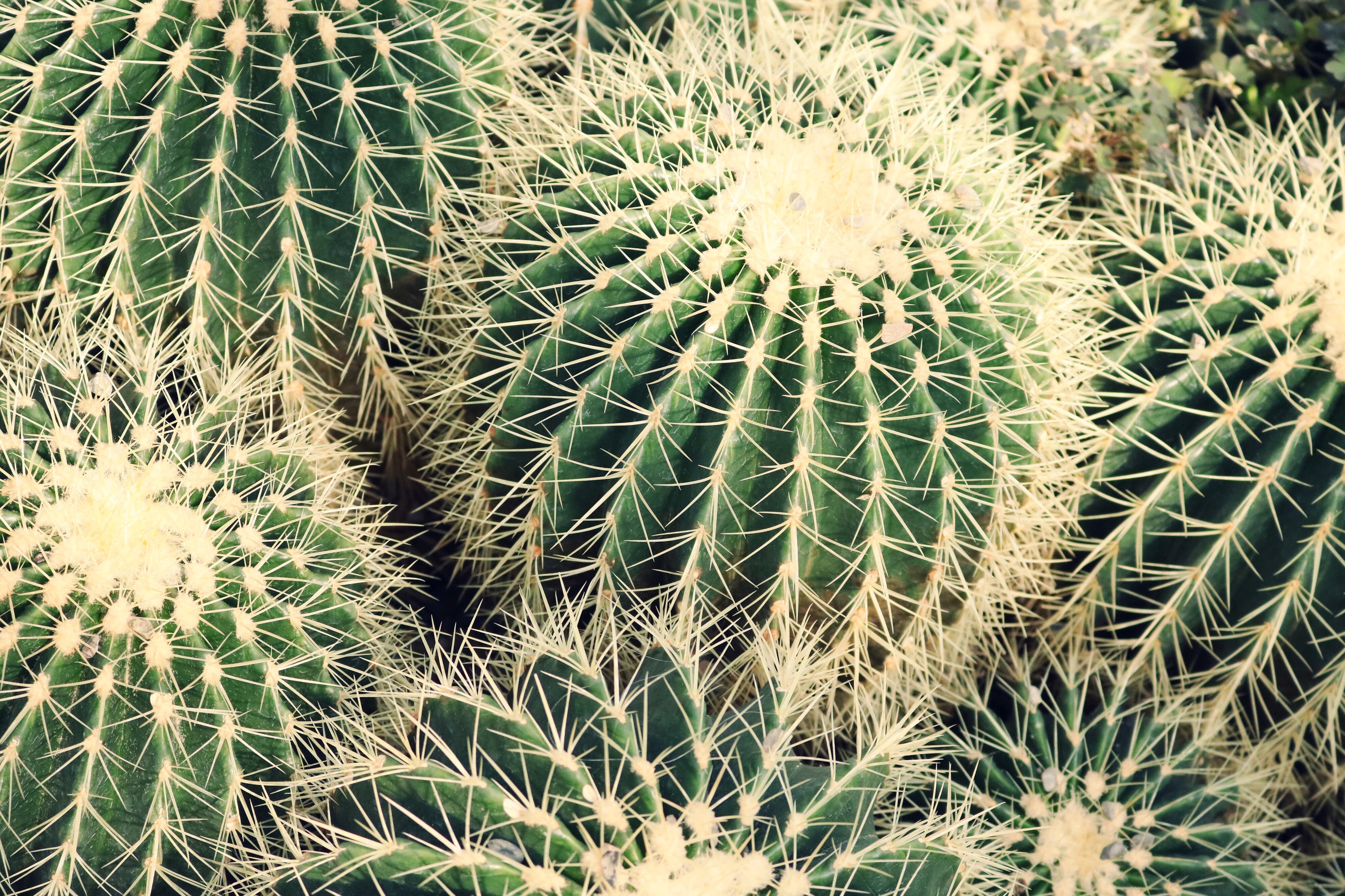 Closeup photo of cactus plants
