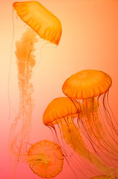 Four orange jellyfish wallpaper