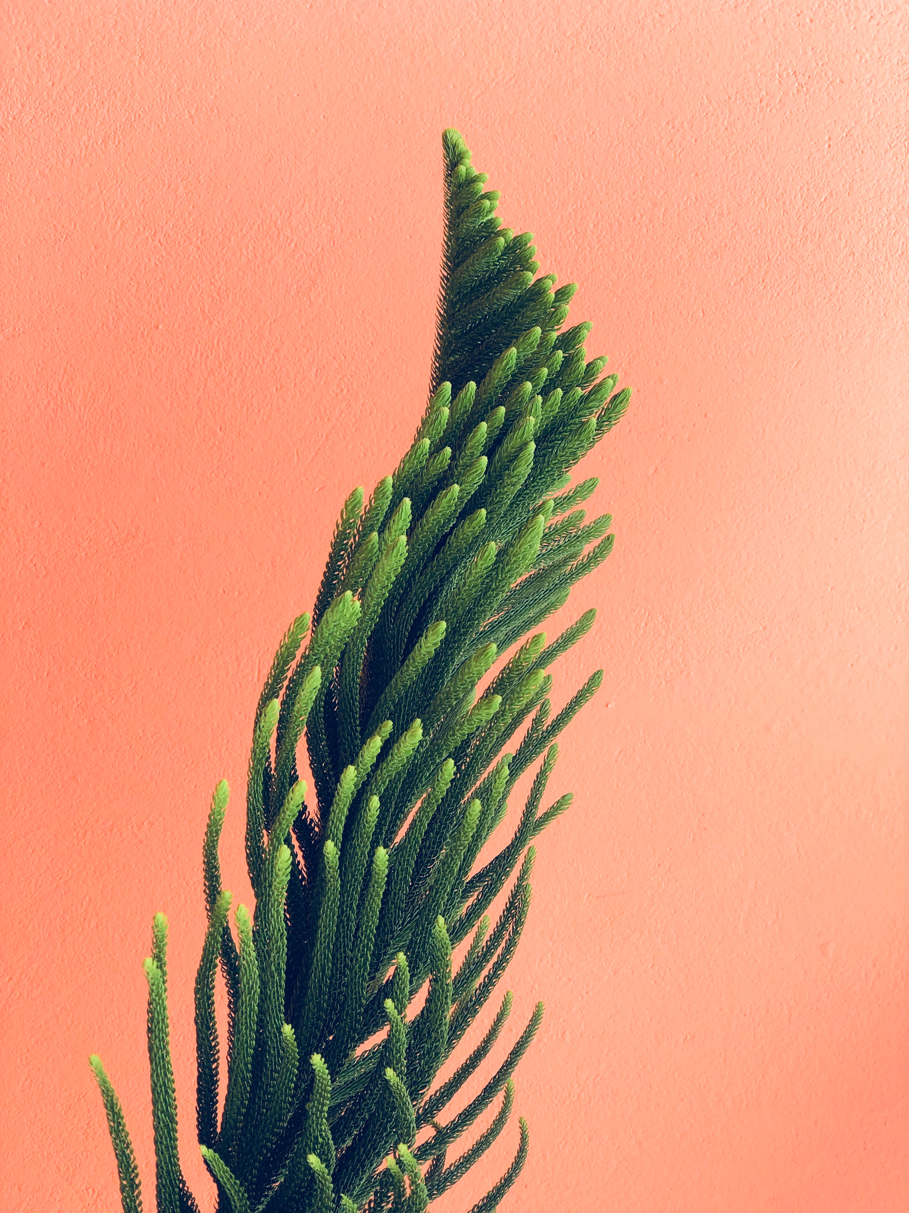 Green plant on a pink wall backdrop