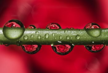Green stem with dew drops on a blurred red background