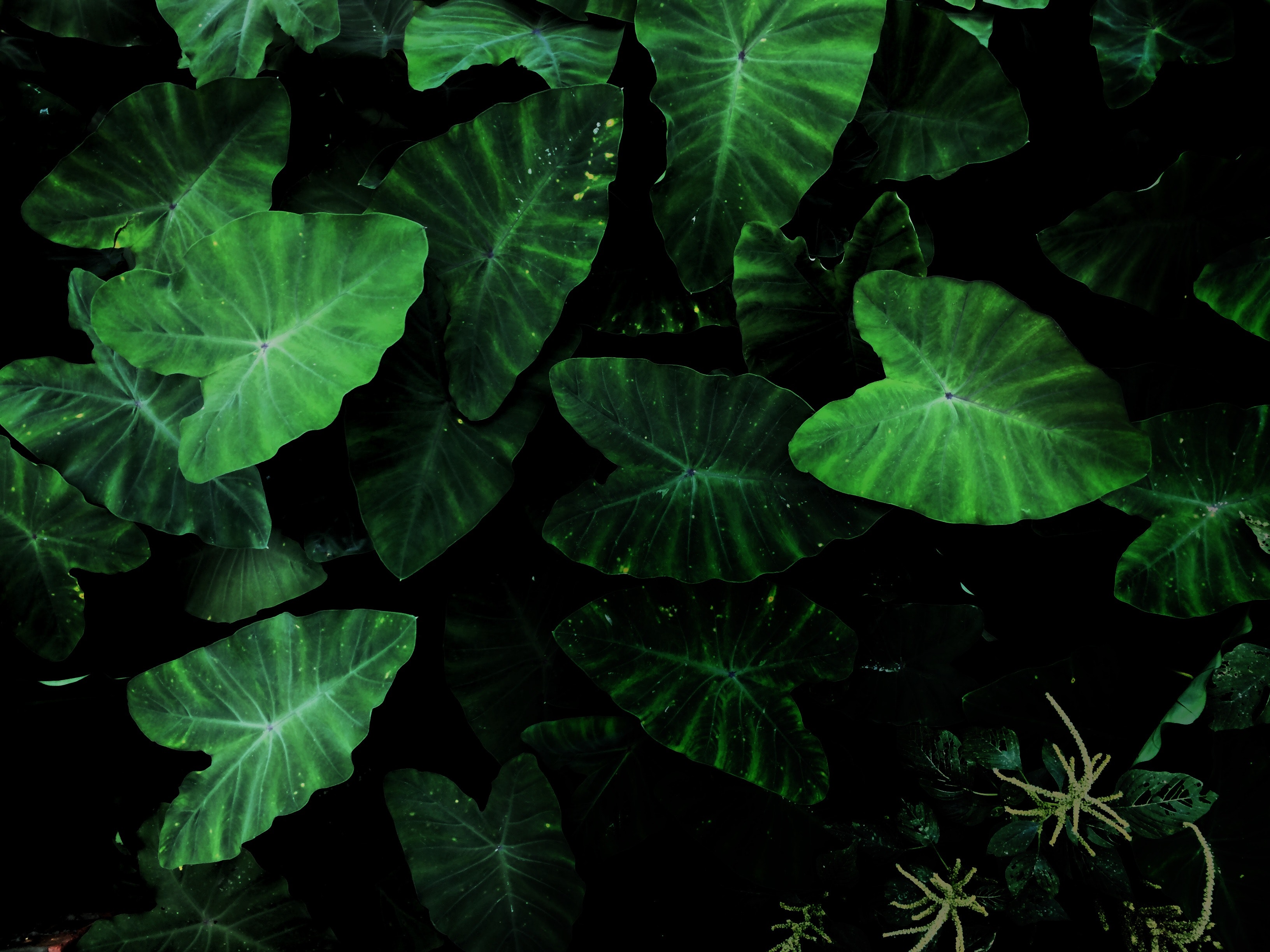 Green Taro plant