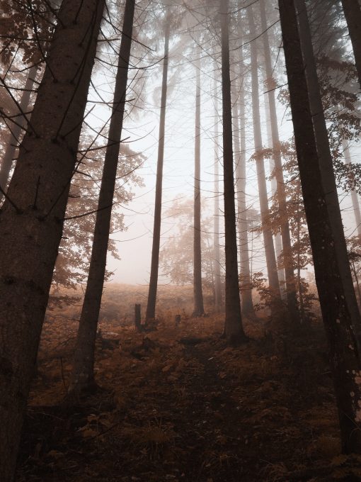 Low angle view of a foggy autumn forest