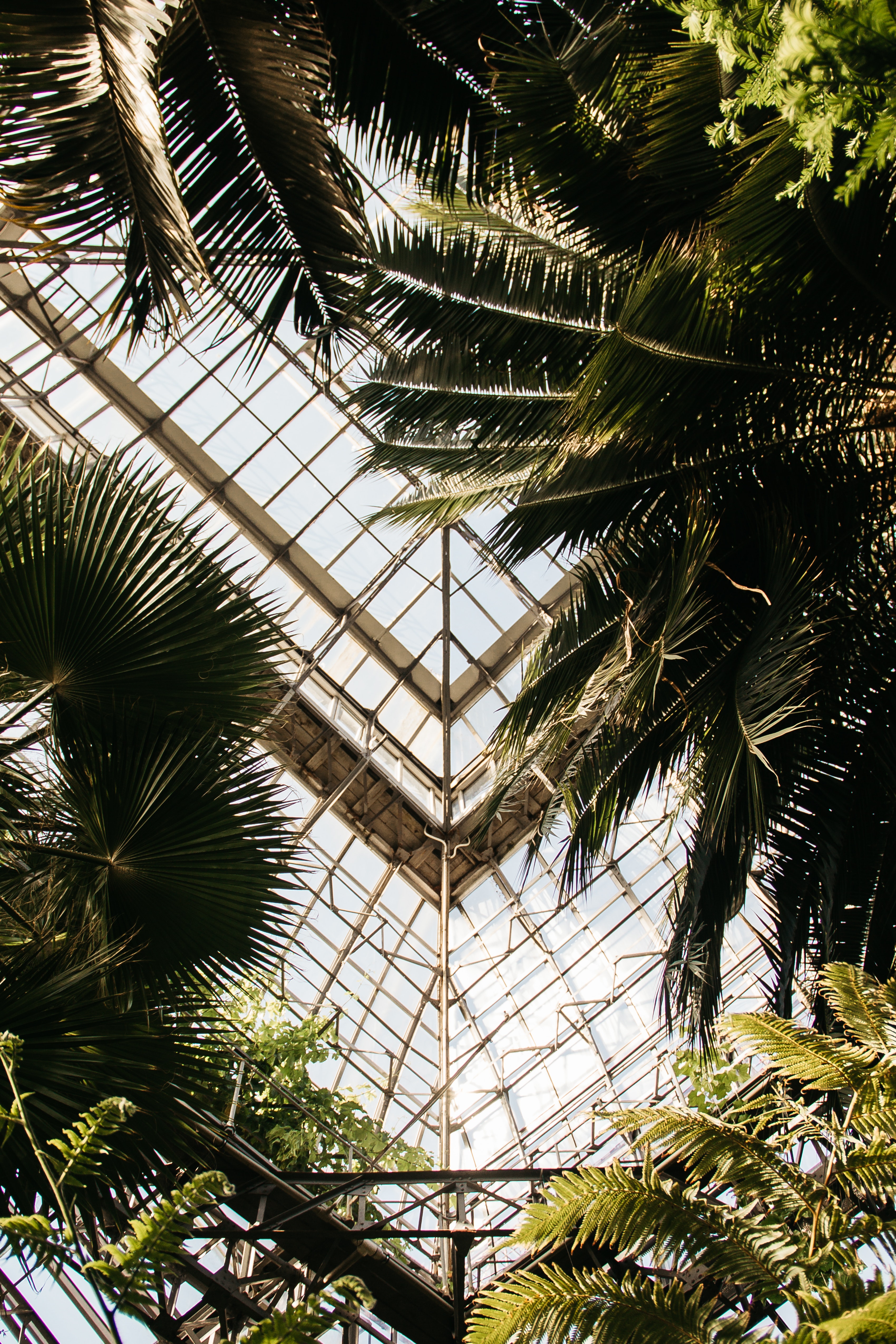 Palm trees inside greenhouse