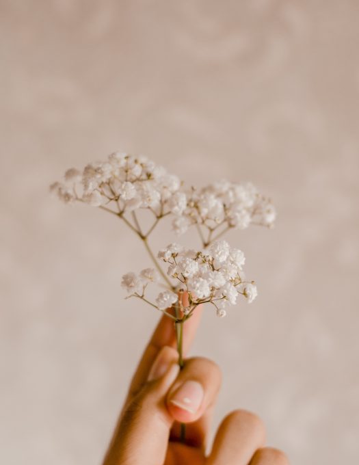 Person's hand holding a white-petaled flower