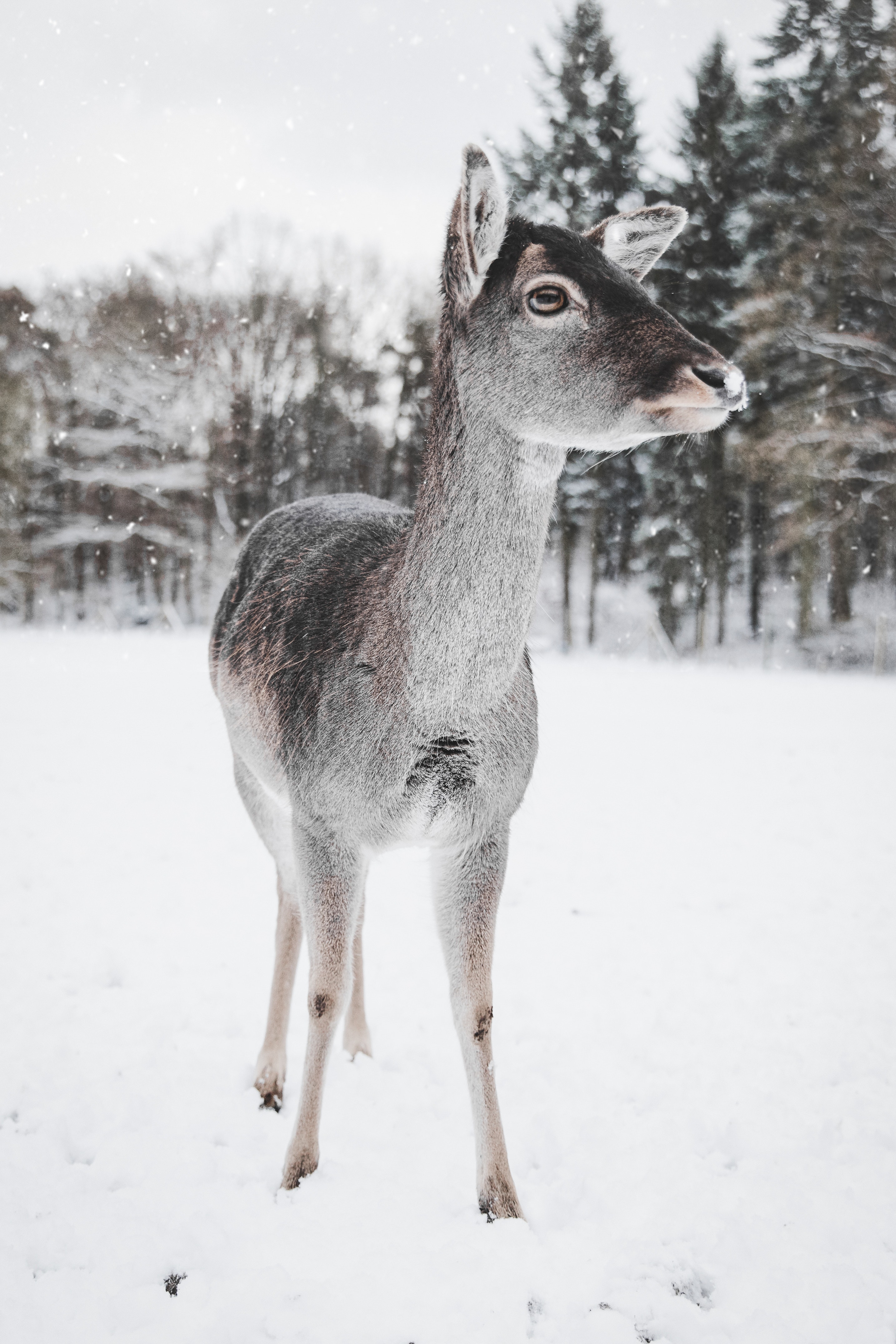 Photo of a baby deer standing at the edge of the winter woods