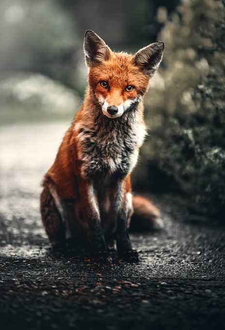 Photo of a red fox sitting on ground