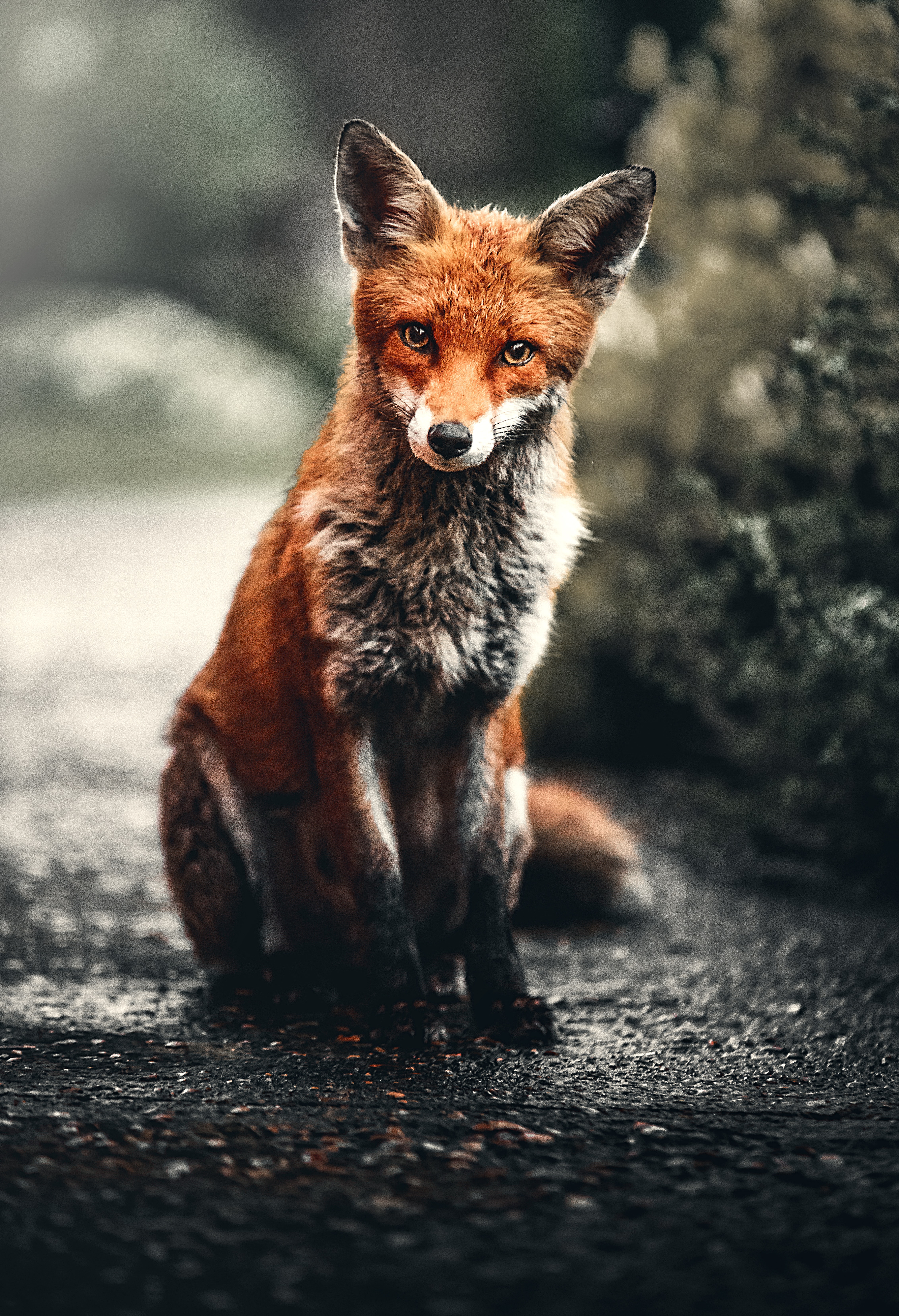 Photo of a red fox sitting on ground