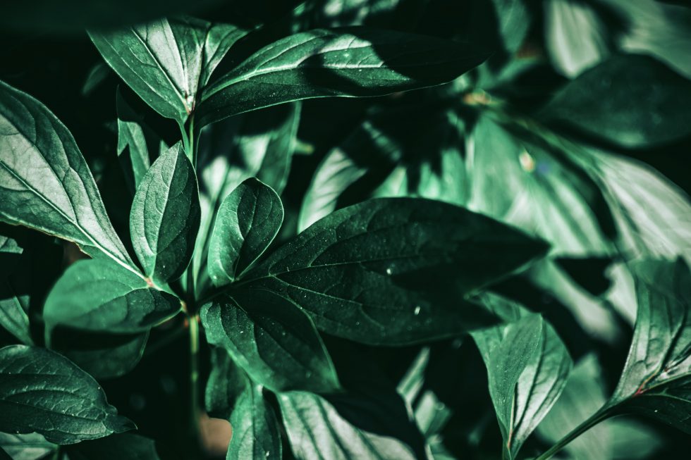 Selective focus photo of a green leafed plant