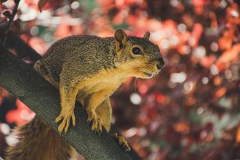 Selective focus photography of a squirrel on a tree branch