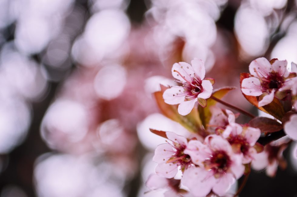 Selective focus photography of cherry blossom
