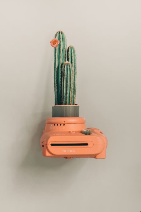 A green cactus plant on an orange camera