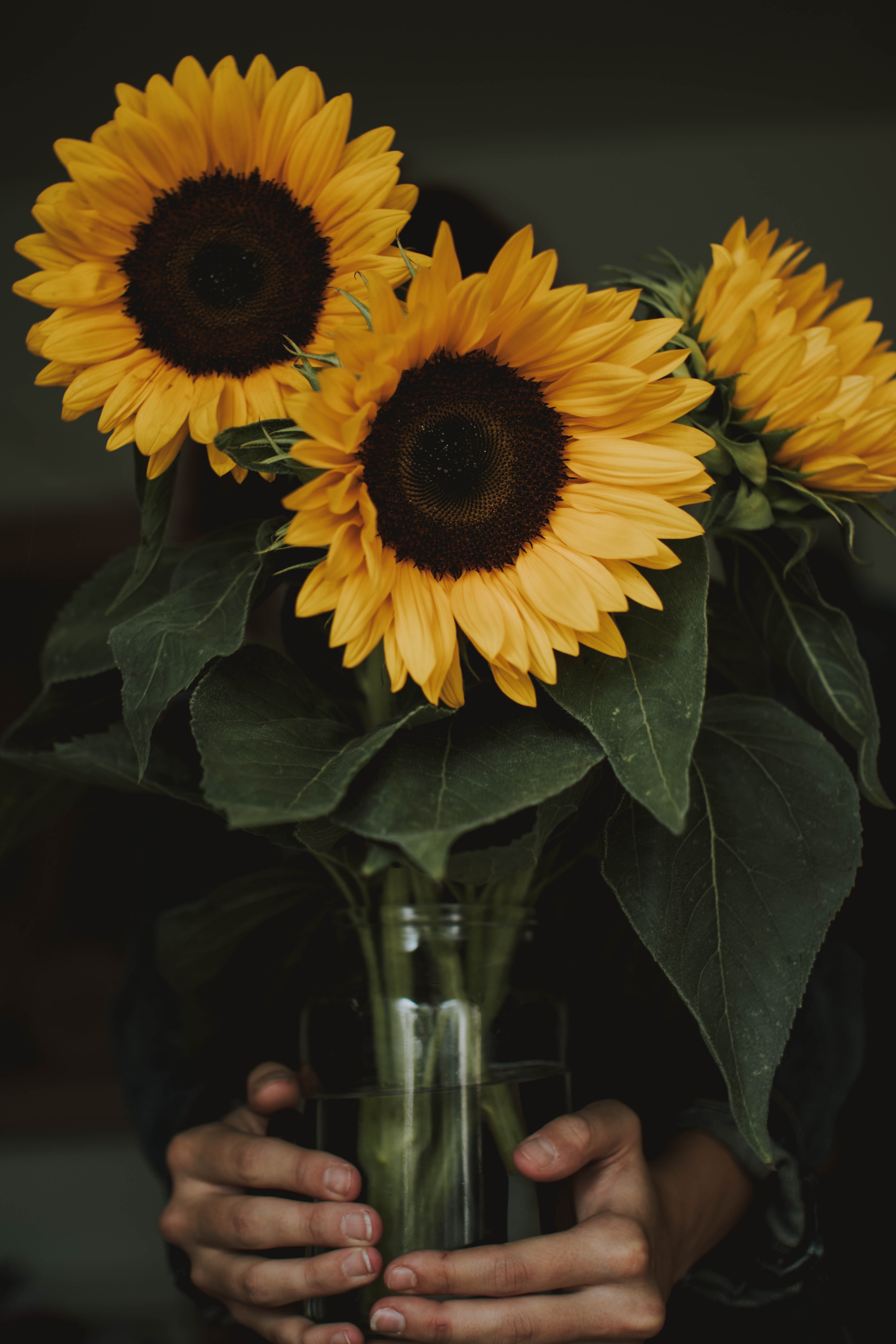 A person holding three common sunflowers in a vase