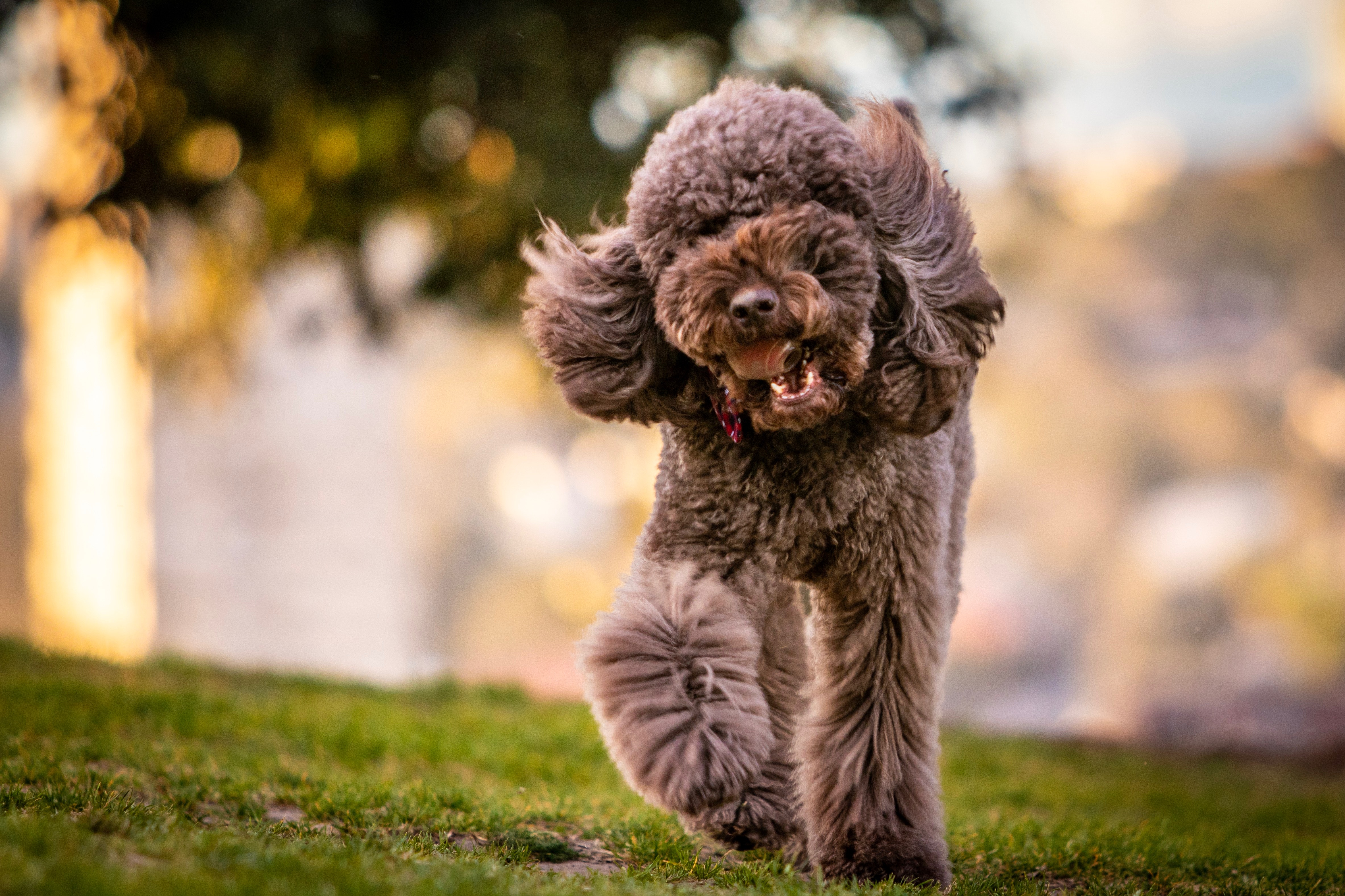 An adult gray toy poodle running on a grass field
