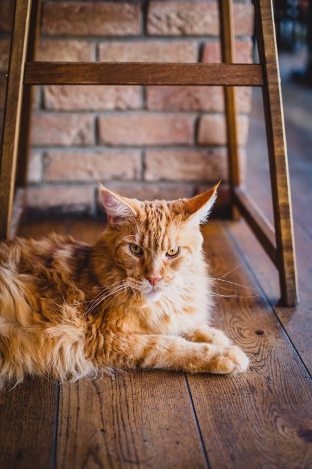 An adult Maine Coon cat lying on the floor