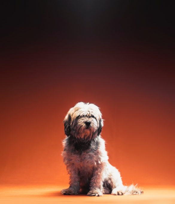 An adult white Shih Tzu sitting in front of an orange background