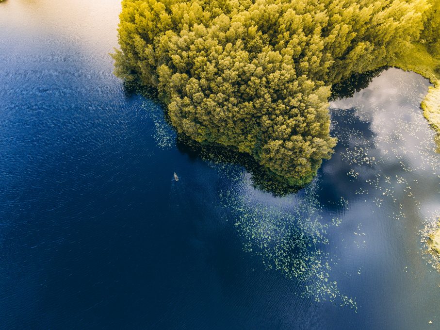 Bird's eye view of trees near the body of water