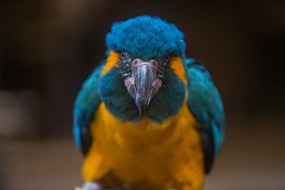Close-up photo of an orange and blue macaw bird