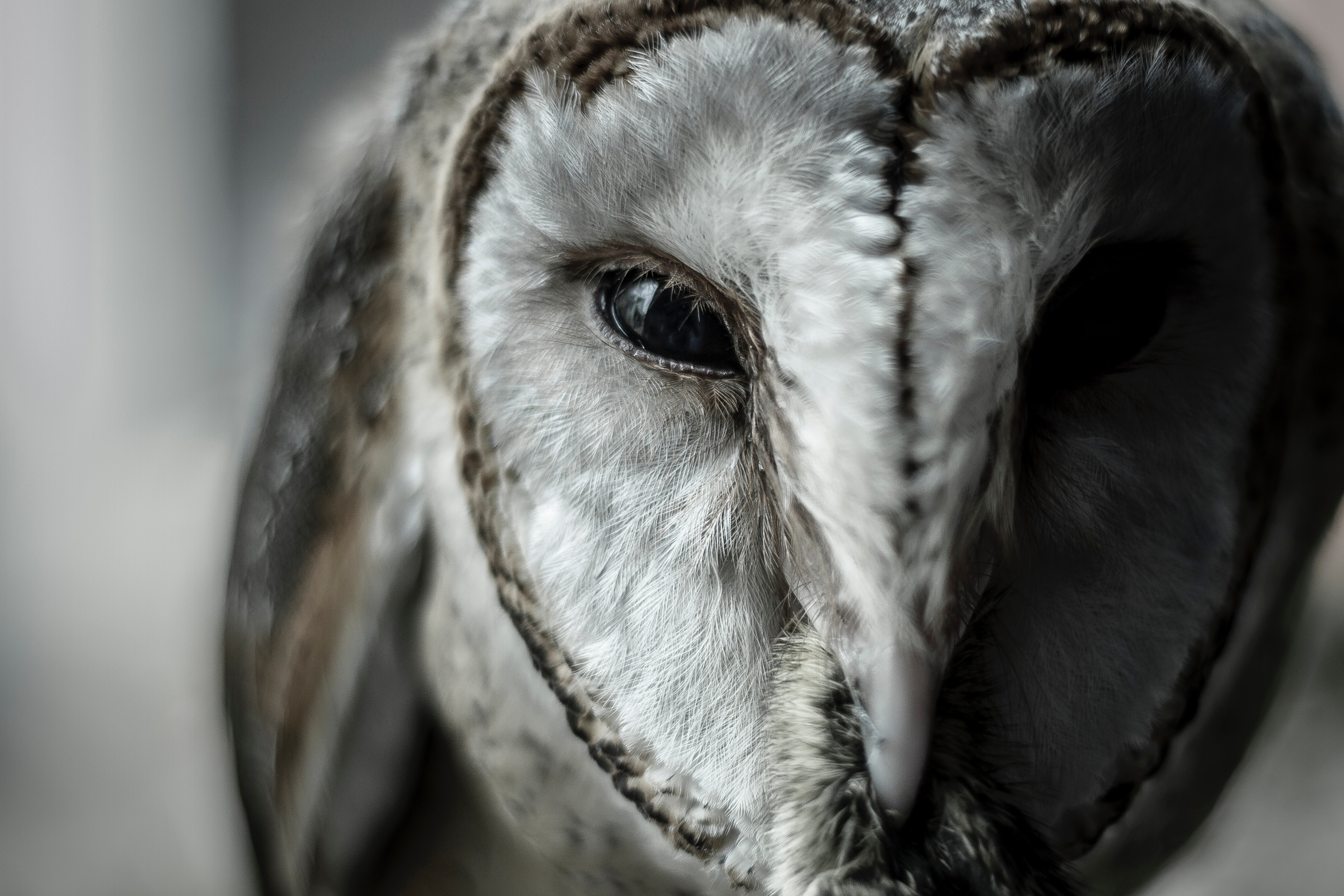 Close-up photo of an owl