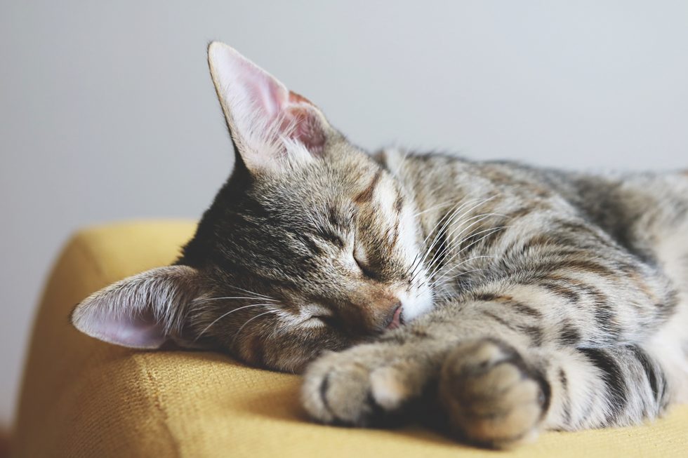 Close-up photography of a gray tabby cat sleeping on yellow textile