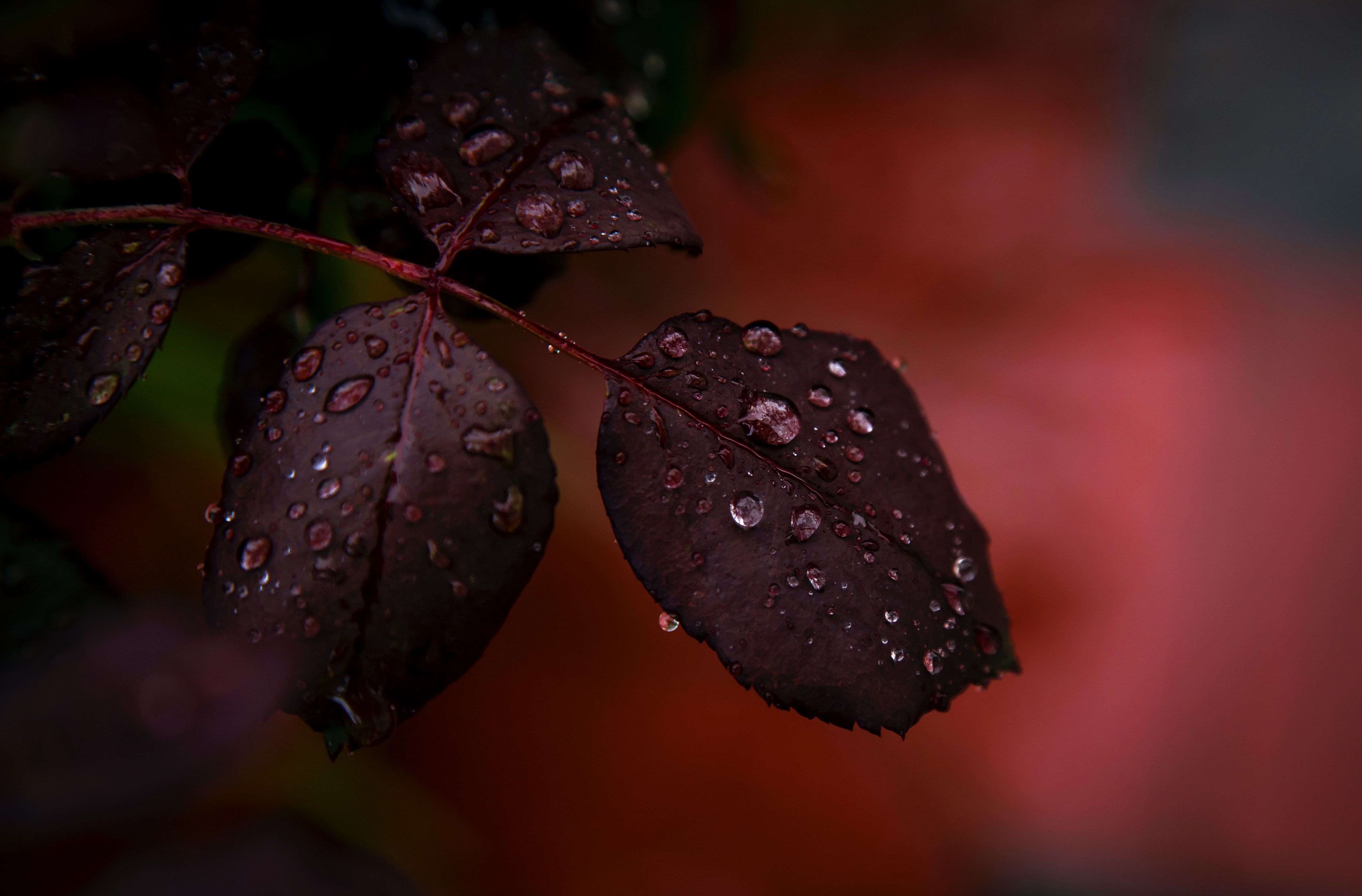 Close-up photography of a red plant with water droplets