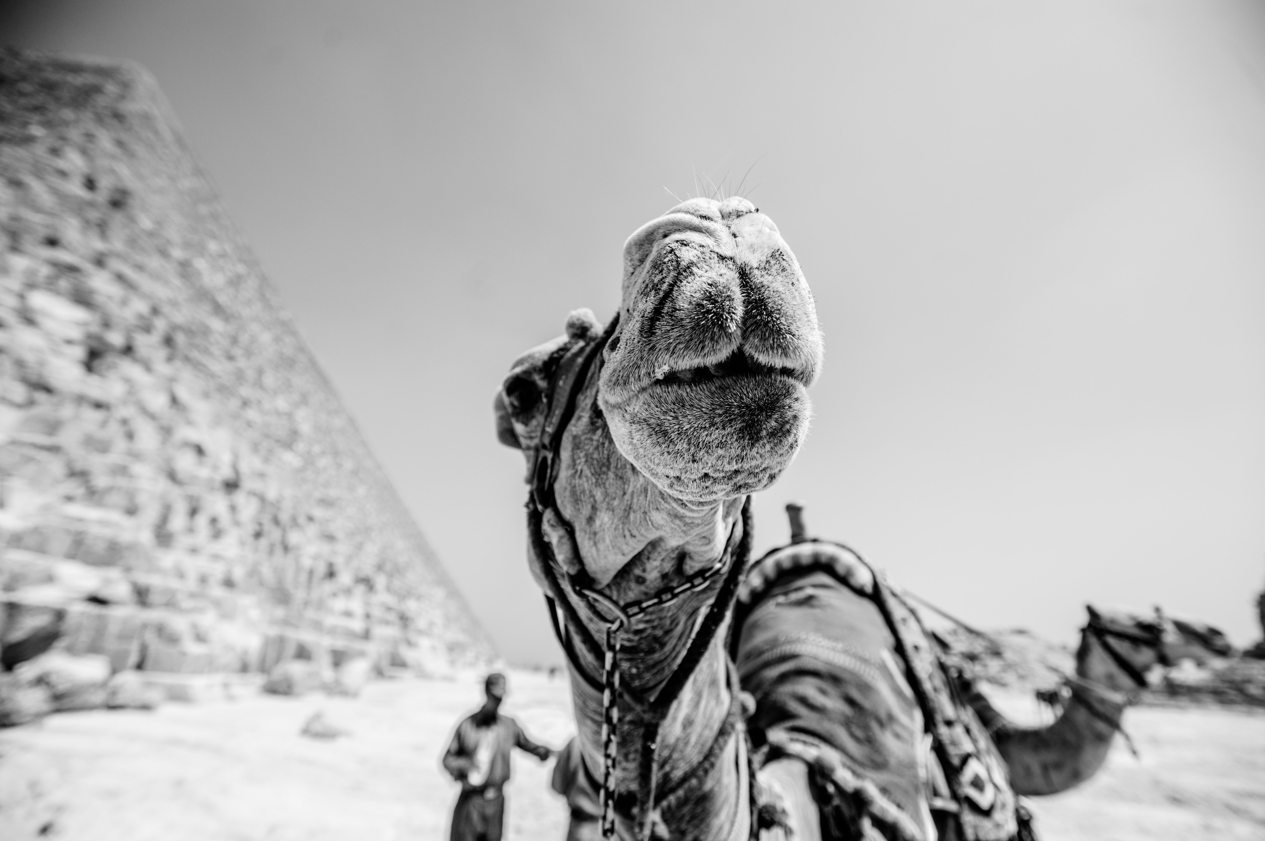 Grayscale photography of camels in front of the Egyptian pyramid