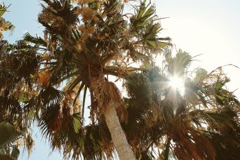 Low angle shot of a palm tree under a blue sky