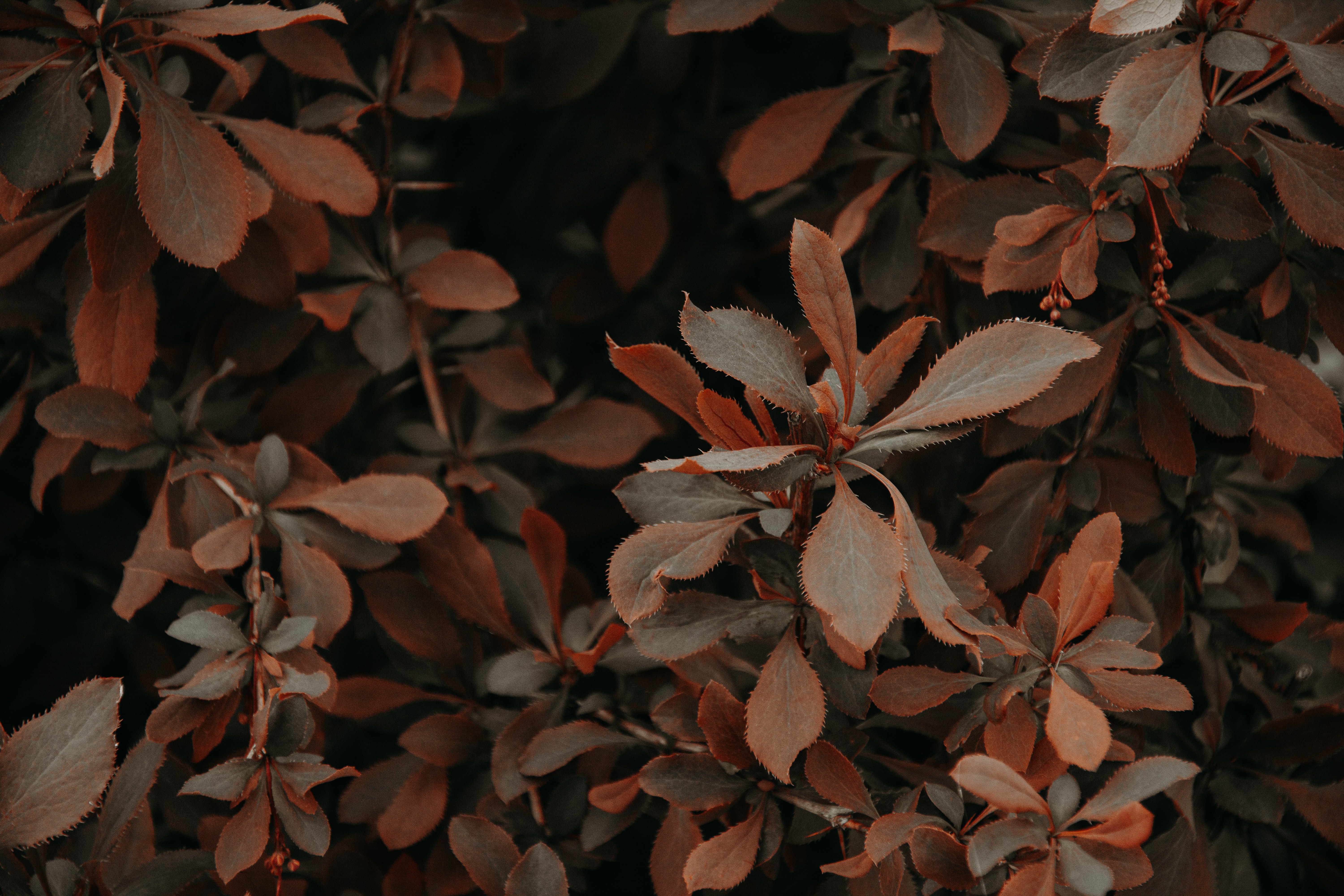 Photo of a plant with red and brown leaves