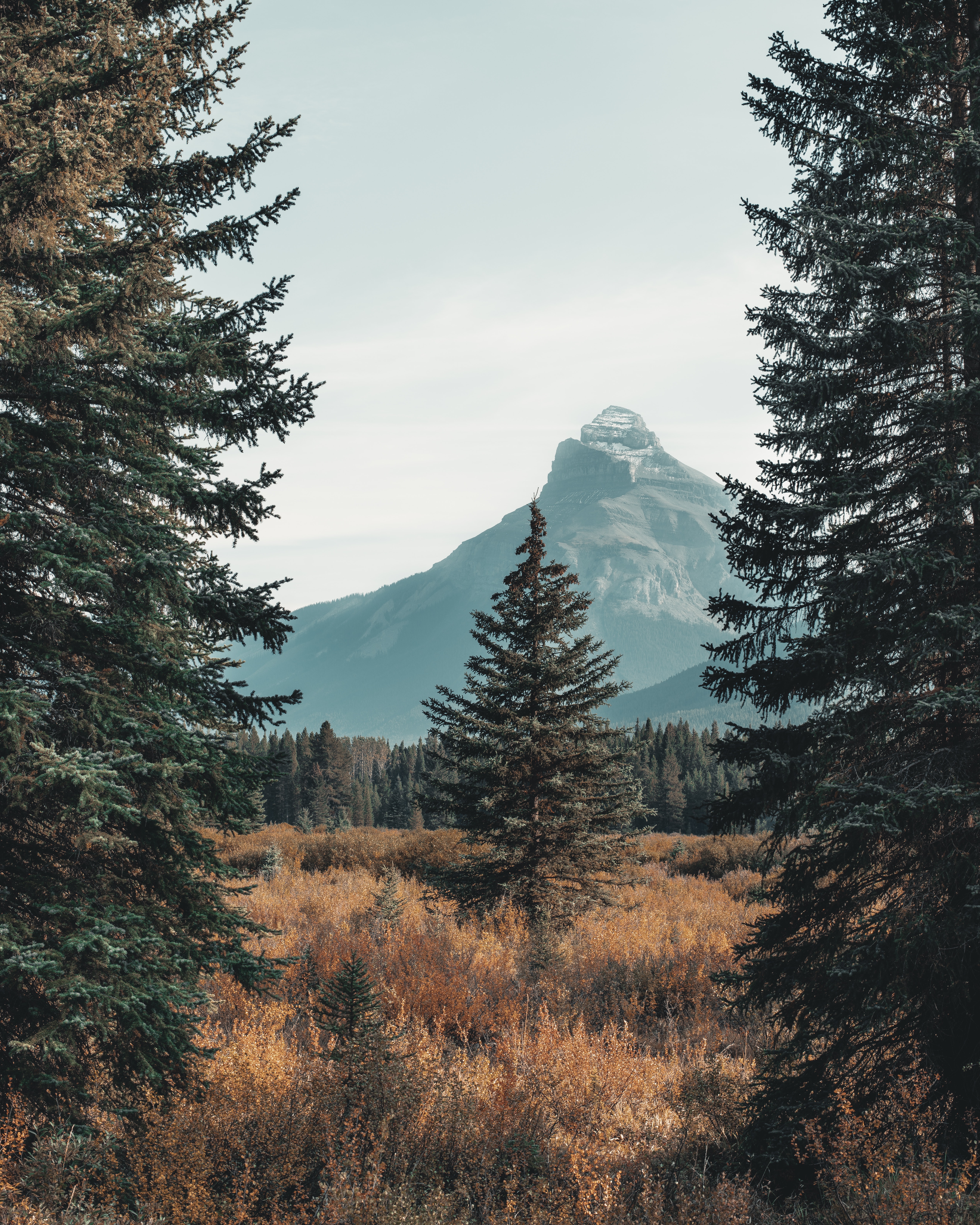 Photo of fir trees on a background of mountains