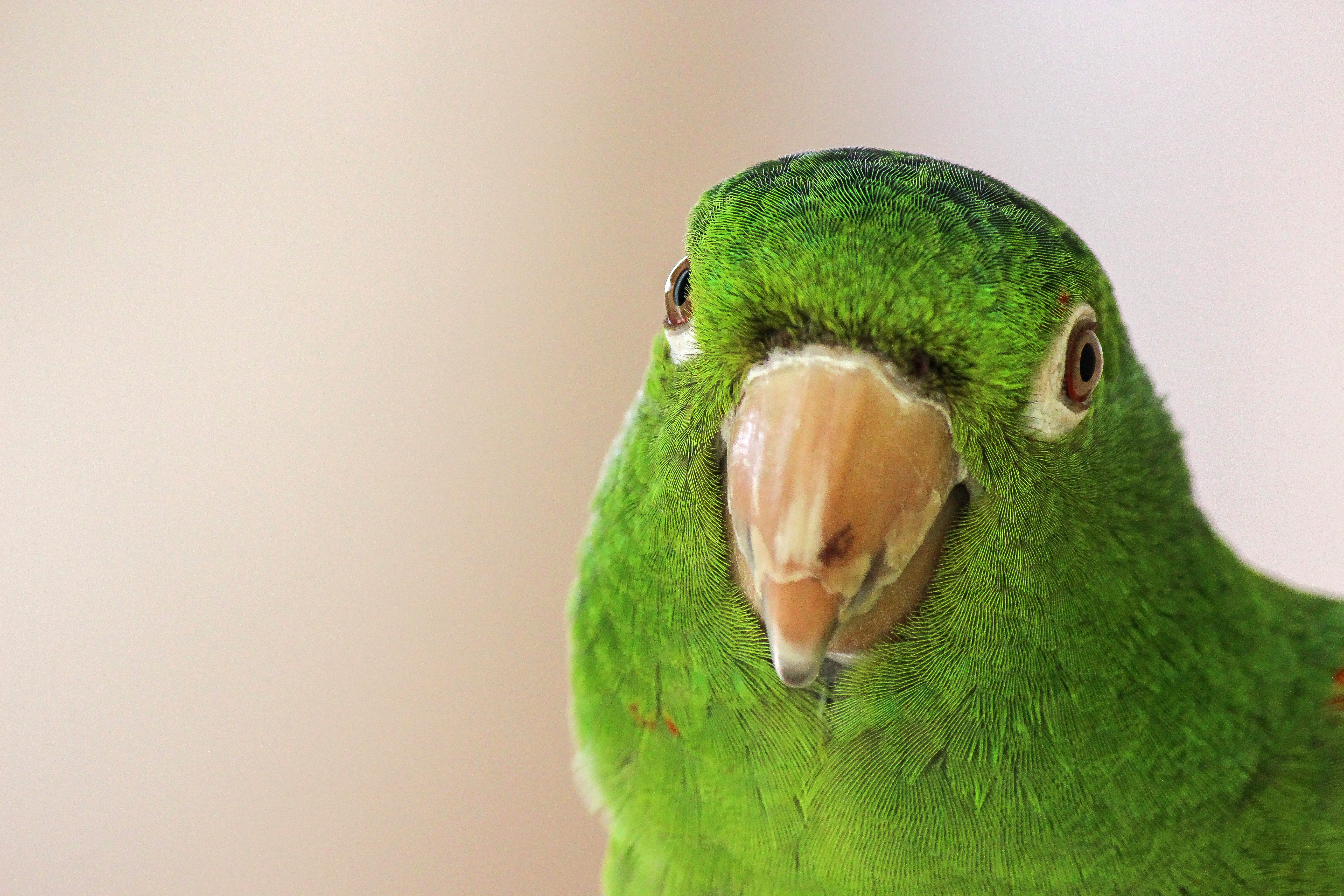 Selective focus photo of a green parrot