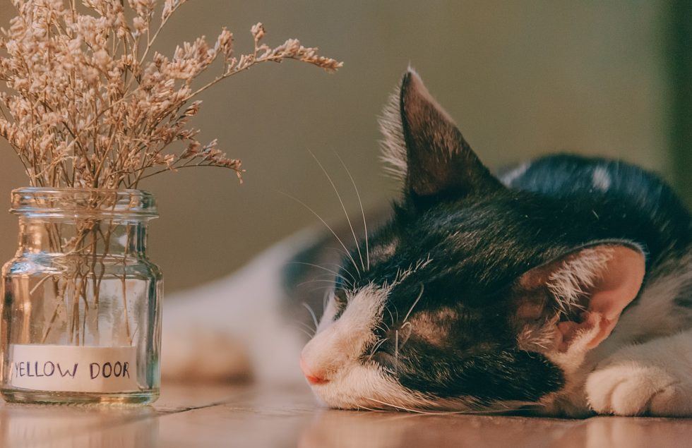 Selective focus photography of a cat lying next to a glass jar