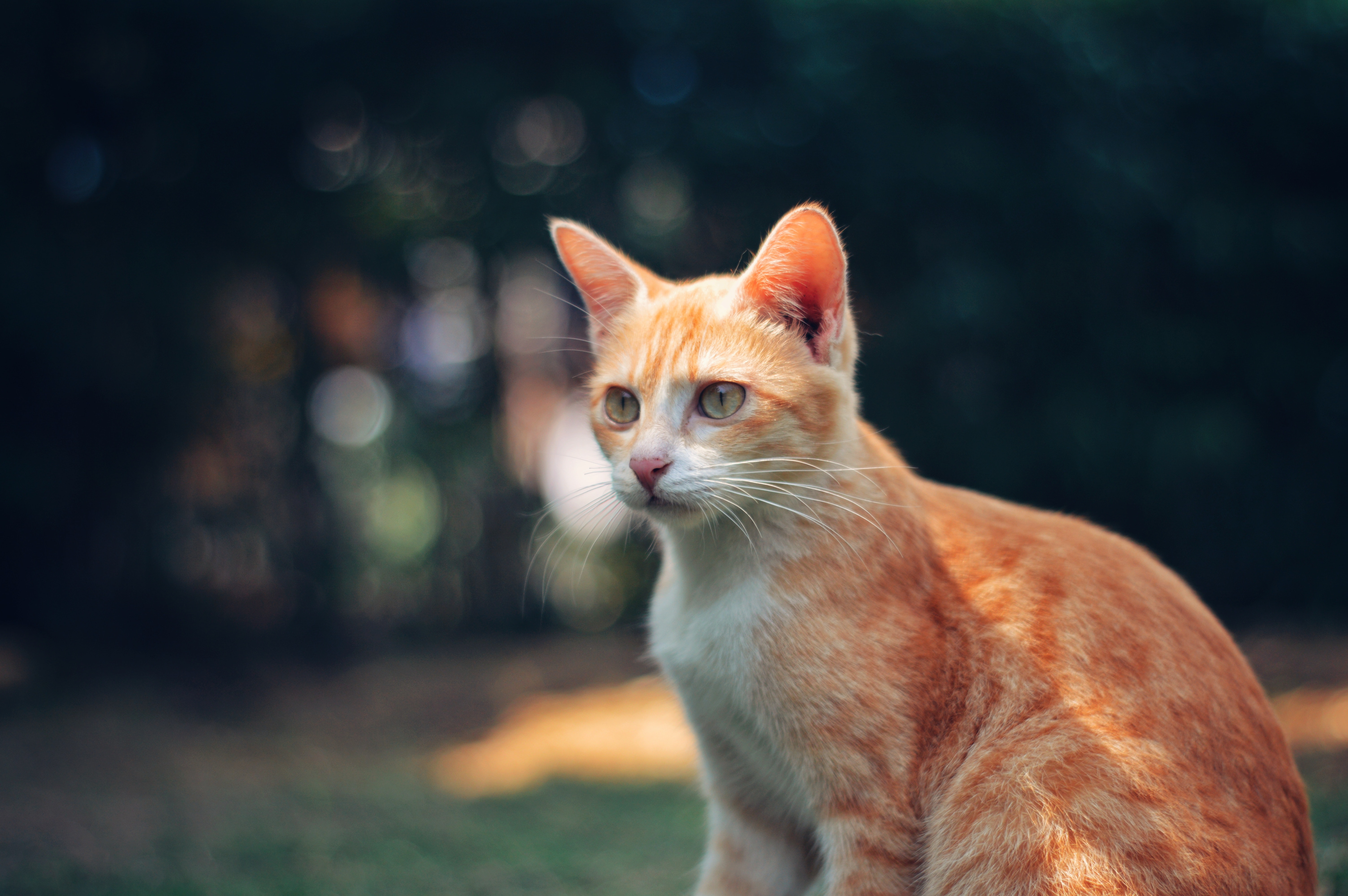 Selective focus photography of a red tabby cat