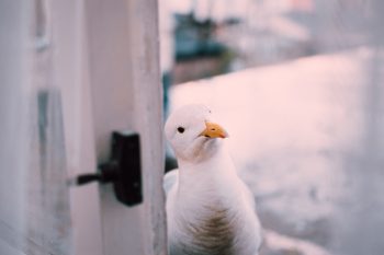 Selective focus photography of a seagull beside a window
